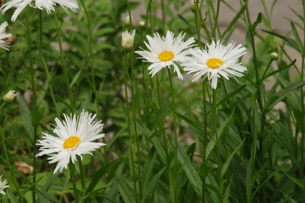 Camomilla Matricaria Altri Nomi Romana Donnola Nuora Romanzo Raramente Arrossire — Foto Stock