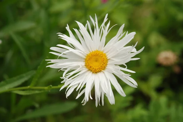 Camomilla Matricaria Altri Nomi Romana Donnola Nuora Romanzo Raramente Arrossire — Foto Stock