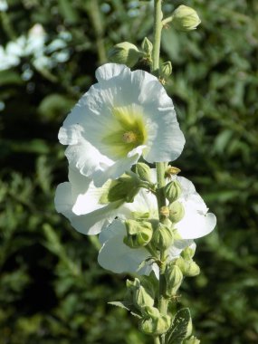 Malva, veya mallow (lat.mlva)