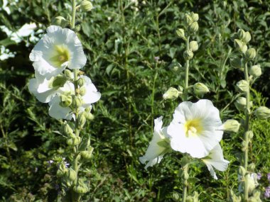 Malva, veya mallow (lat.mlva)
