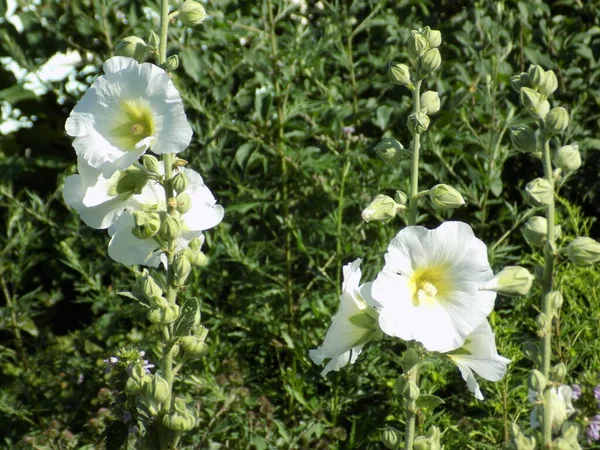 Malva Malva Lat Mlva — Foto Stock