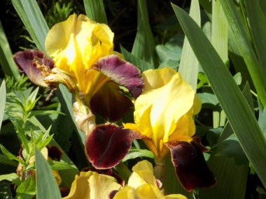  Iris, ya da Kasatik, ya da Horoz (lat. ris)