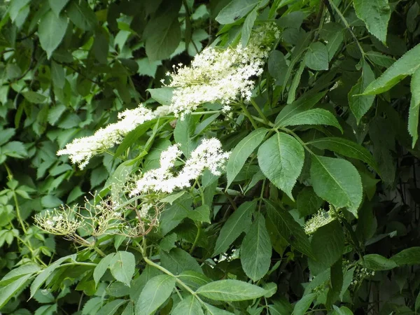 Kara mürver (Latince Sambcus ngra) - Yaprak döken çalılar, Adoxaceae ailesinin Yaşlı (Sambucus) türü.