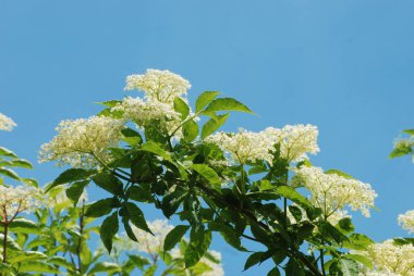 Kara mürver (Latince Sambcus ngra) - Yaprak döken çalılar, Adoxaceae ailesinin Yaşlı (Sambucus) türü.