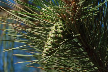 Pine (Pinus L.), kozalaklı ağaçlar familyasından bir ağaçtır.