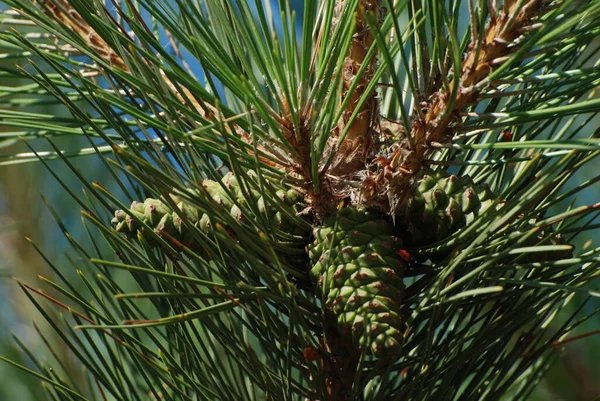 Pinus 소나무 속하는 침엽수 — 스톡 사진