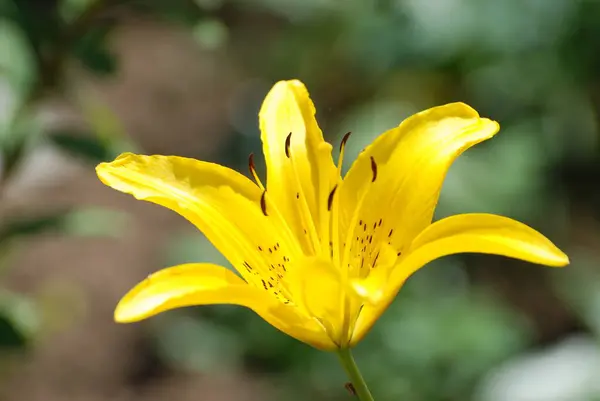 Lily Lilium Ukrainskt Folknamn Lilja — Stockfoto