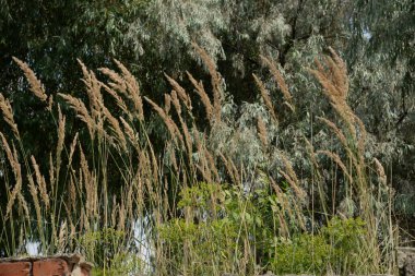 Çimen kokusu yaygındır.          