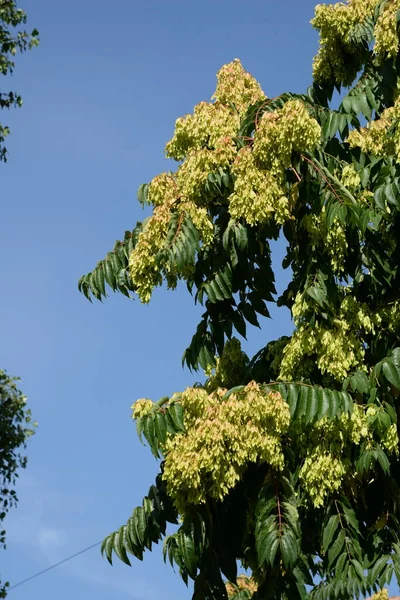 Sumac Rus アナカルディア科の小さな木や低木の属 — ストック写真
