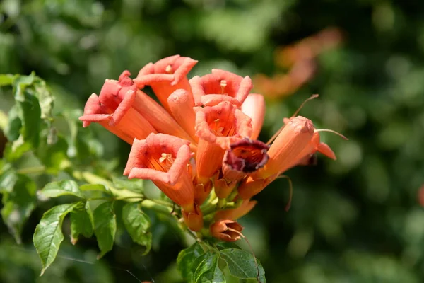 Gereza Fréquent Lcium Barbarum 1753 Cadran Moelle Épinière Protubérance — Photo