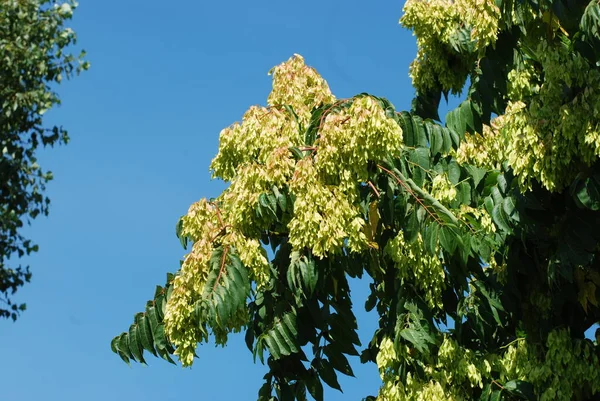 Sumac Rhus Род Небольших Деревьев Кустарников Семейства Anacardiaceae — стоковое фото