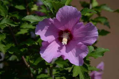 Malva, veya Mallow (Latin Mlva)