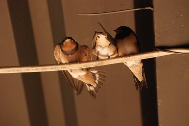 Kırlangıç (Hirundo), Kırlangıçgiller (Hirundinidae) familyasından bir kuş cinsidir.).