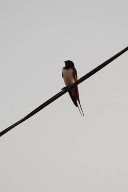 Kırlangıç (Hirundo), Kırlangıçgiller (Hirundinidae) familyasından bir kuş cinsidir.).