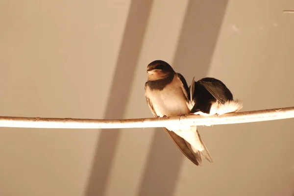 Hirundo Género Aves Paseriformes Perteneciente Familia Hirundinidae —  Fotos de Stock