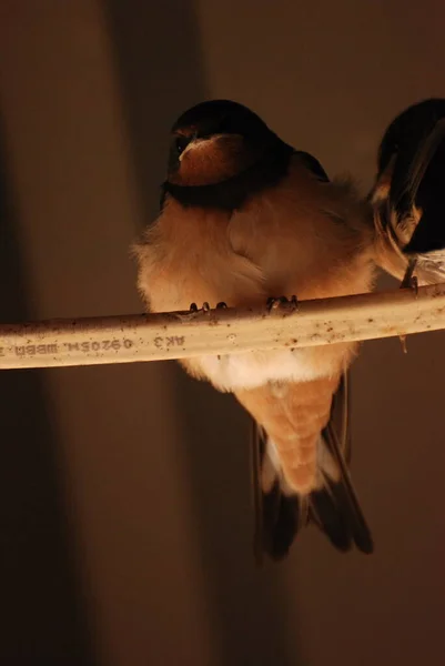 Kırlangıç Hirundo Kırlangıçgiller Hirundinidae Familyasından Bir Kuş Cinsidir — Stok fotoğraf