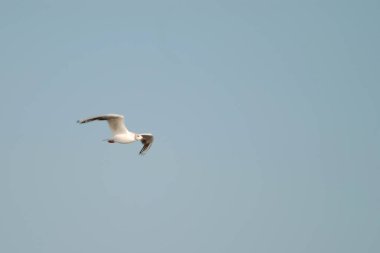 Karadeniz 'de martı