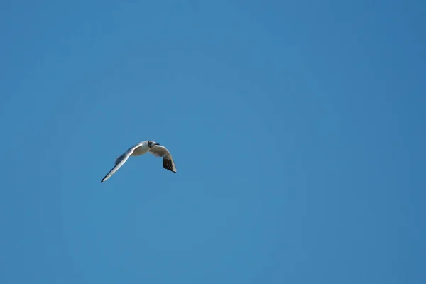 Möwe Auf Dem Schwarzen Meer — Stockfoto