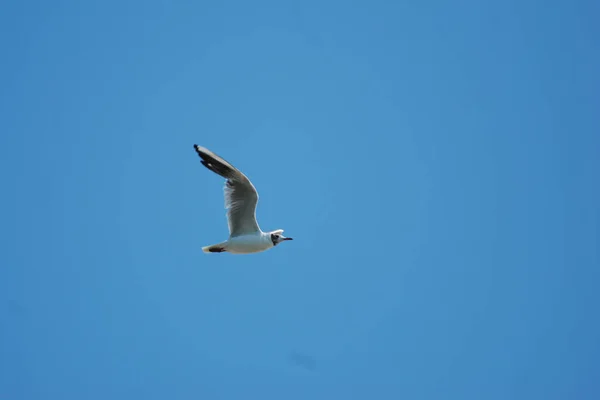 Seagull Black Sea — Stock Photo, Image