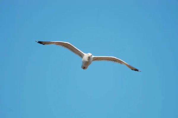 Möwe Auf Dem Schwarzen Meer — Stockfoto