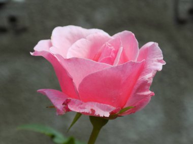 Kırmızı gül (Latin Rosa L.)