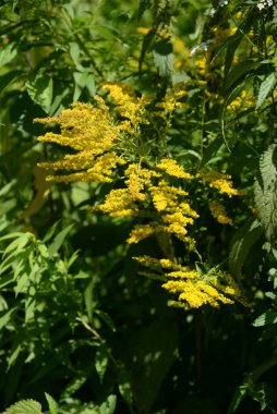  Altın baca şapkası Kanada (Latince Solidgo canadnsis)