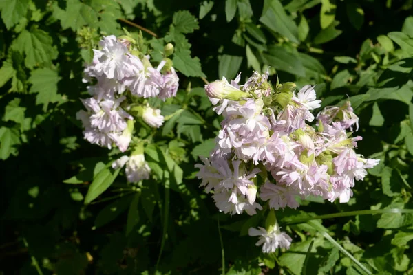 Rouille Corydalis Genre Plantes Herbacées Principalement Vivaces Famille Des Fumariaceae — Photo