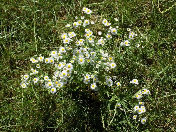 Camomilla Matricaria Altri Nomi Romana Donnola Nuora Romanzo Raramente Arrossire — Foto Stock