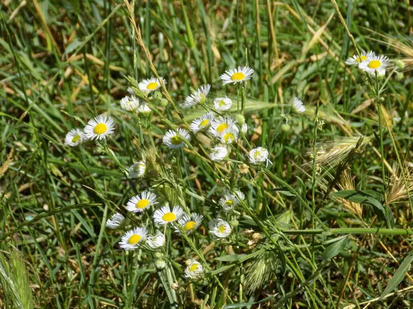 Camomilla Matricaria Altri Nomi Romana Donnola Nuora Romanzo Raramente Arrossire — Foto Stock