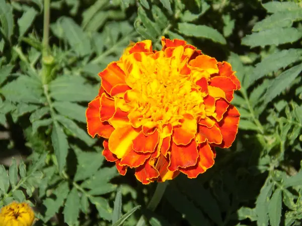 Marigolds Tagetes Bársony Kövér — Stock Fotó