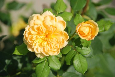 Sarı gül (Latin Rosa L.)