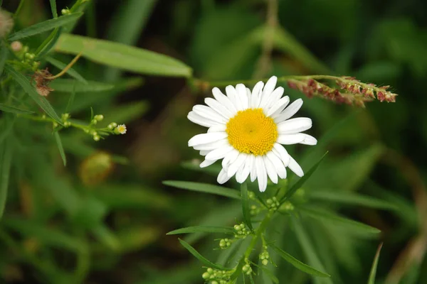 Camomilla Matricaria Altri Nomi Romana Donnola Nuora Romanzo Raramente Arrossire — Foto Stock