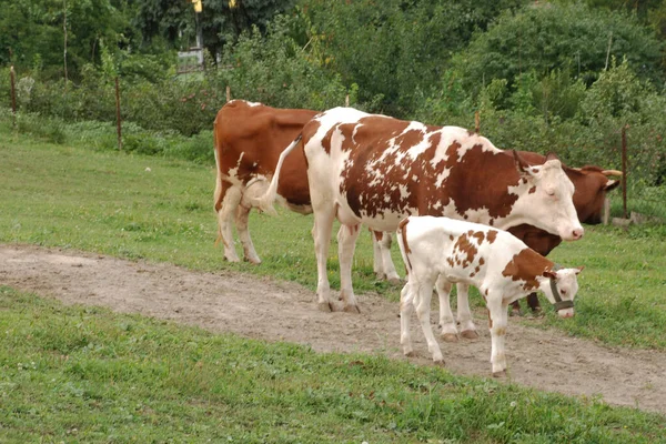 Rebanho Vacas Pastar — Fotografia de Stock