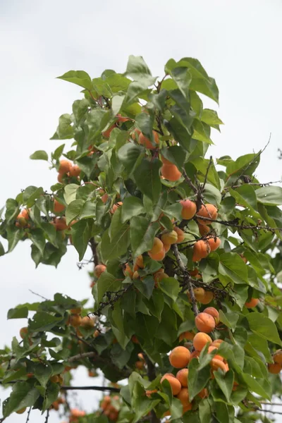 Apricot Apricot Perch Morel Prunus Armeniaca Also Armeniaca Vulgaris — Stock Photo, Image