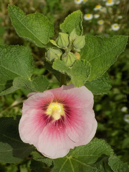 Malva Malva Lat Mlva — Fotografia de Stock