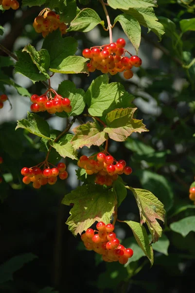 Cogumelos Comuns Groselha Vermelha Latim Viburnum Opulus — Fotografia de Stock