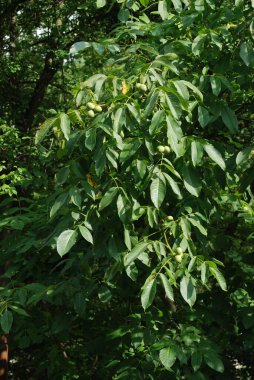 Ceviz, o da ceviz (Juglans regia L.)