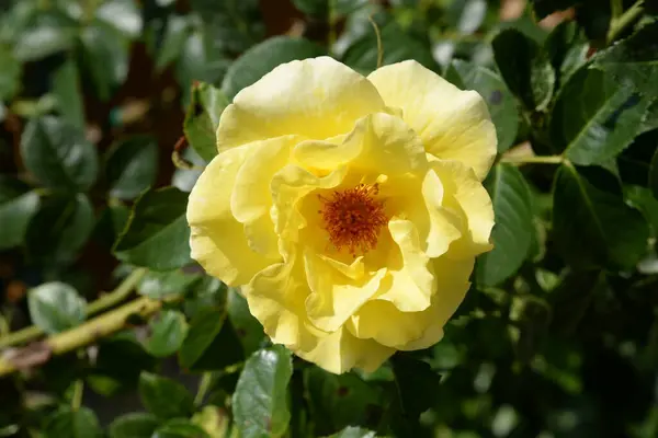 Rosa Amarilla Latin Rosa —  Fotos de Stock