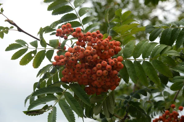 Rowan Sorbus Aucuparia Rowan Cinsinin Bir Türüdür — Stok fotoğraf