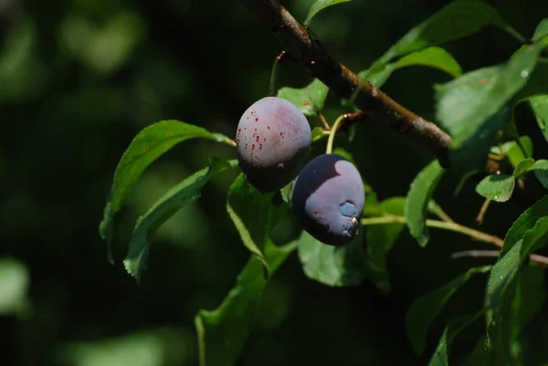 自家栽培または一般的な梅 プルンドムスティカ — ストック写真