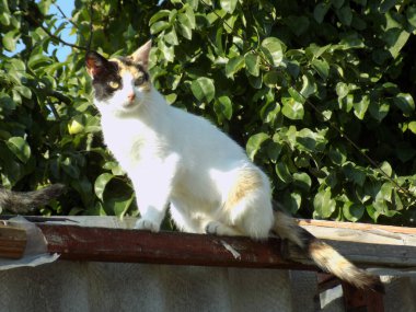 Kedi kedisi (Latince Felis Silvestris catus), kedigiller (Felis) familyasından bir kedi türü.)