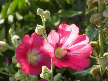 Malva, veya mallow (lat.mlva) 