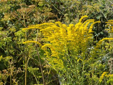 Altın baca şapkası Kanada (Latince Solidgo canadnsis)