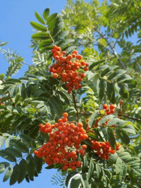 Rowan (Sorbus aucuparia), Rowan cinsinin bir türüdür..                    