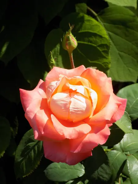 Róża Psia Róża Rosa — Zdjęcie stockowe