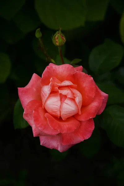 Rose Hundsrose Rosa — Stockfoto