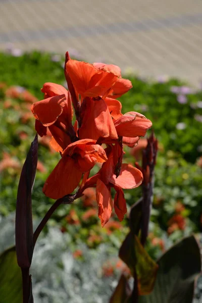 Canna Latin Canna Only Genus Plants Monotypic Family Canna — Stock Photo, Image