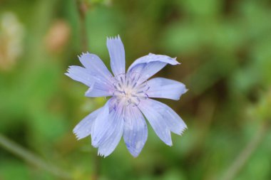 Çiçek mavi, mavi mavi mavi              