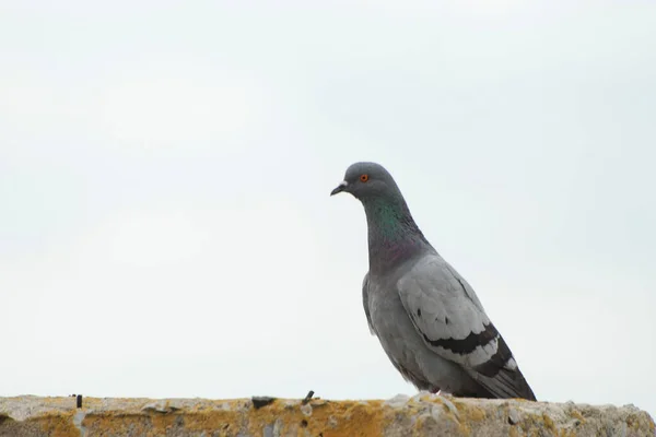 Paloma Columba Género Aves Familia Columbidae —  Fotos de Stock