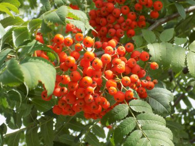 Rowan (Sorbus aucuparia), Rowan cinsinin bir türüdür..                    